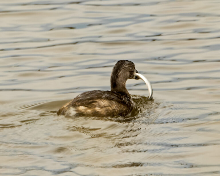 On The Road - Albatrossity - Some more fishy birds 4