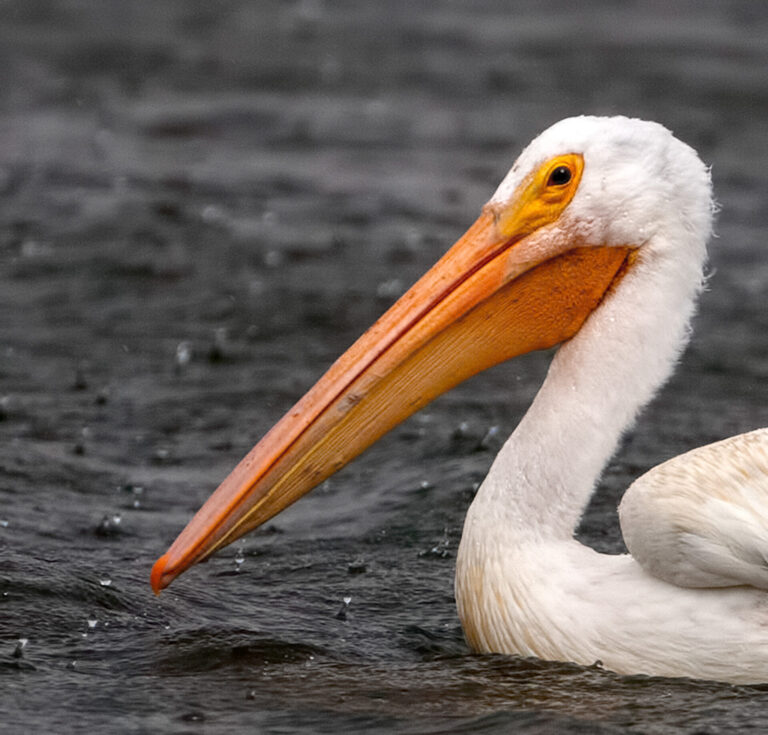 On The Road - Albatrossity - Some more fishy birds 6