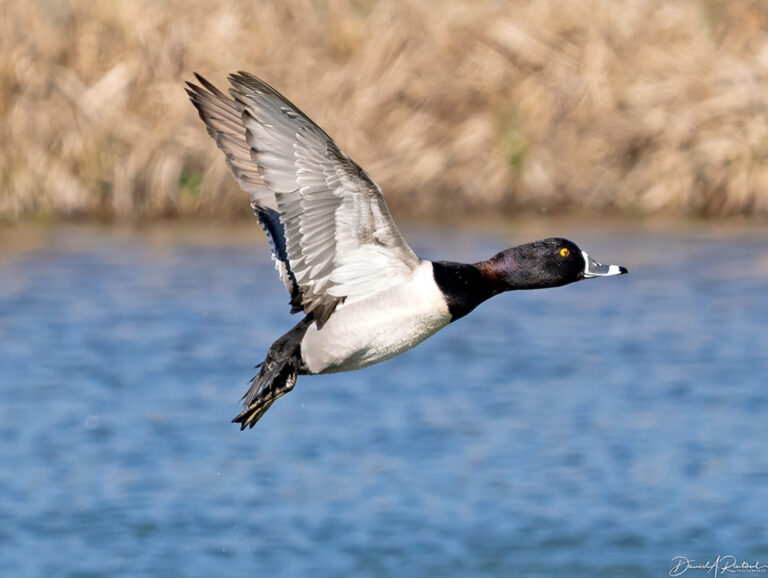 On The Road - Albatrossity - Ducks (not in a row) 3