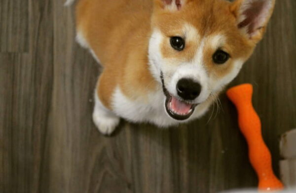 Saturday Night Open Thread 50