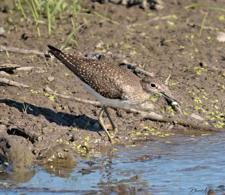 On The Road - Albatrossity - Some more fishy birds 1