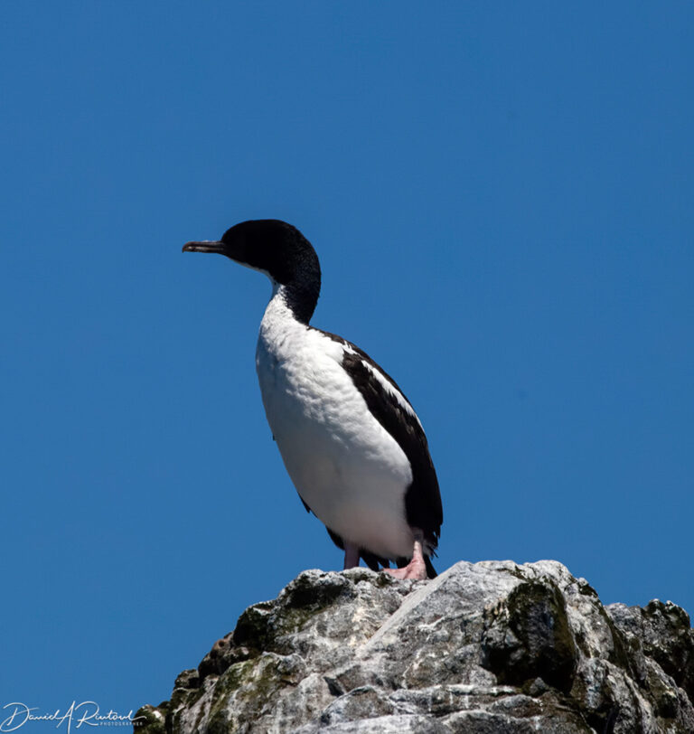 On The Road - Albatrossity - Some more fishy birds 9