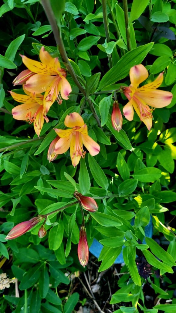 Sunday Morning Garden Chat:  Garden Design Thoughts 1