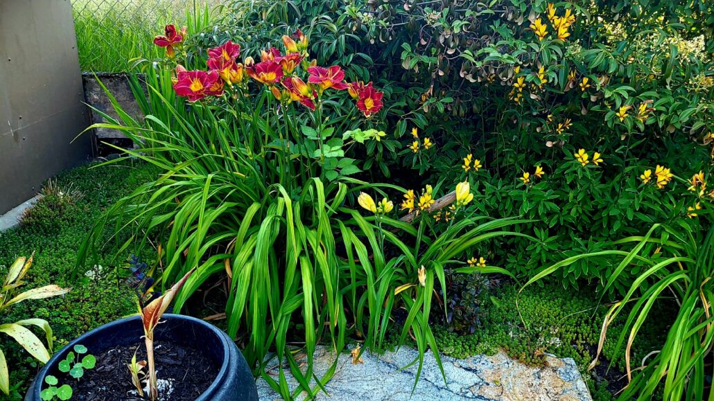 Sunday Morning Garden Chat:  Garden Design Thoughts 2