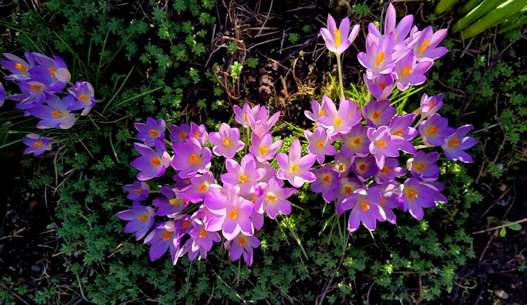 Sunday Morning Garden Chat:  Spring Sneaks Up on the Pacific Northwest 9