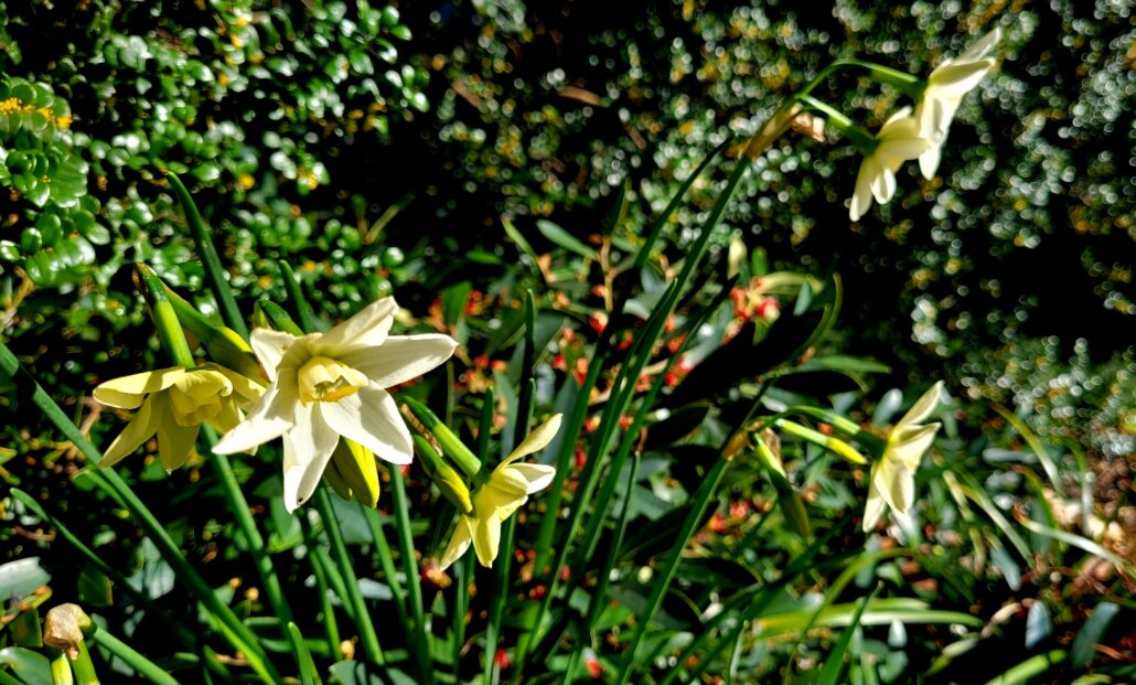 Sunday Morning Garden Chat:  Spring Sneaks Up on the Pacific Northwest 5