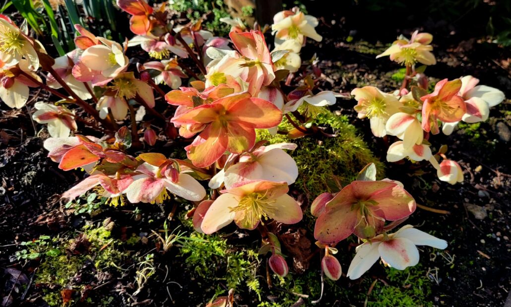 Sunday Morning Garden Chat:  Spring Sneaks Up on the Pacific Northwest 6