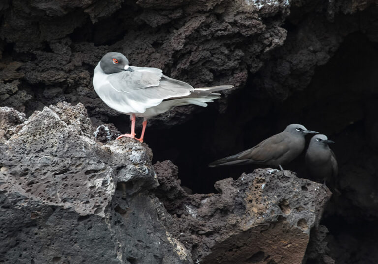 On The Road - Albatrossity - Some more fishy birds 2