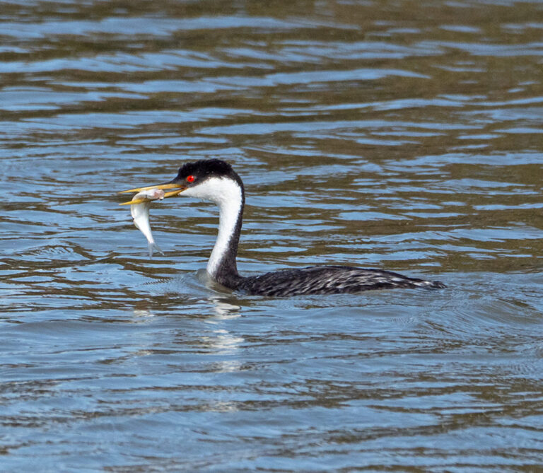 On The Road - Albatrossity - Some more fishy birds 5