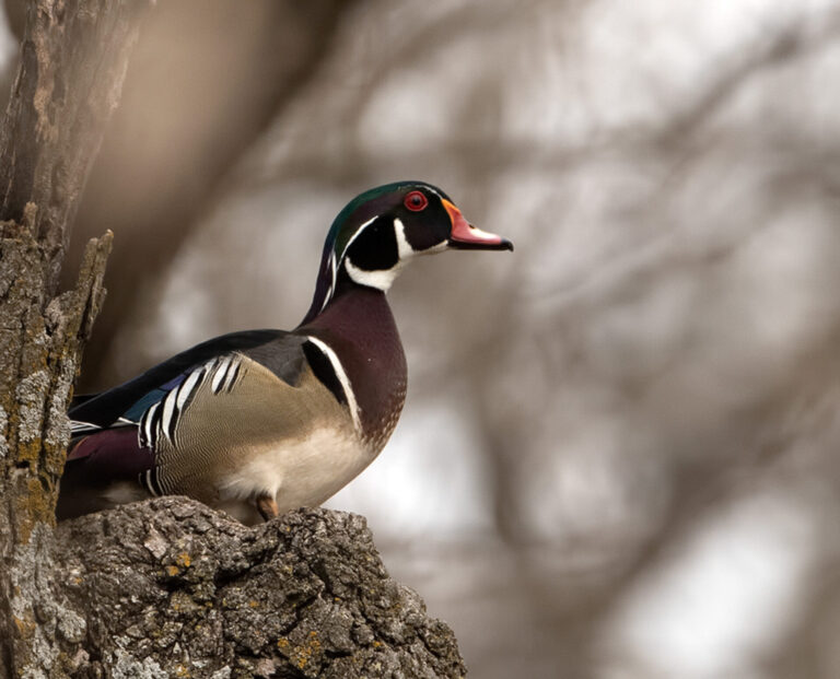 On The Road - Albatrossity - Ducks (not in a row) 1