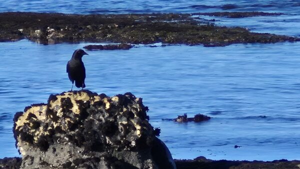 On The Road - HinTN - Kicking around the Peninsula below San Francisco 6