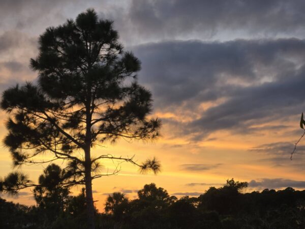 On The Road - Winter Wren - Helen and Allan Cruickshank Sanctuary