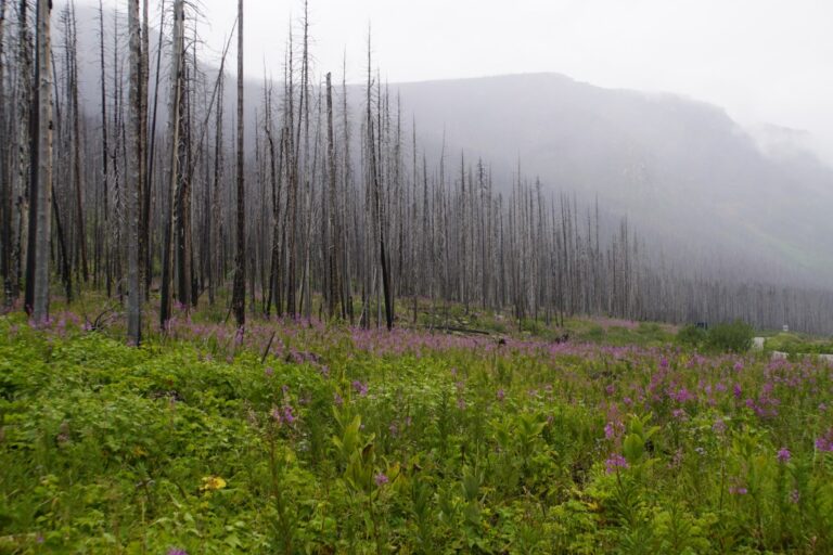 On The Road - frosty - 2024 National Park Road Trip - Eastbound (5/6) Waterton Lakes National Park 8