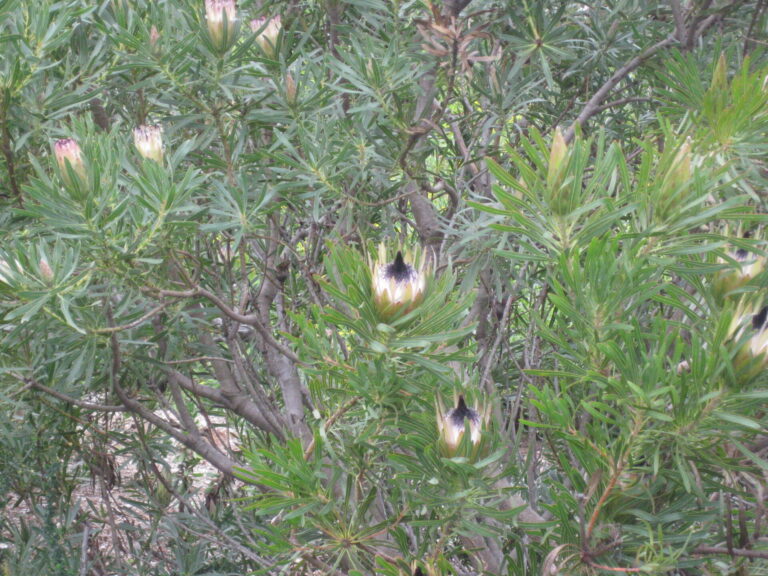 On The Road - Elma - International Garden Tour Part 2 6