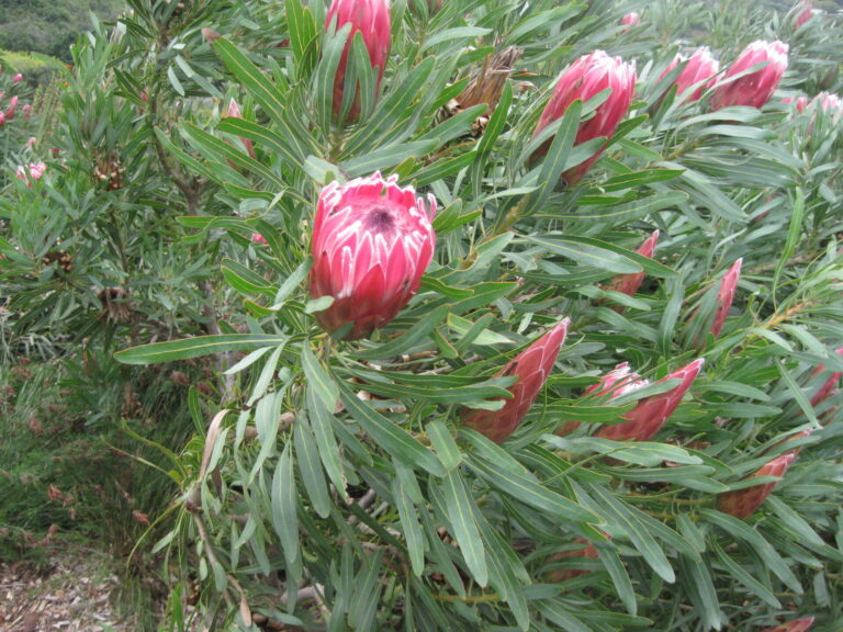 On The Road - Elma - International Garden Tour Part 2 7