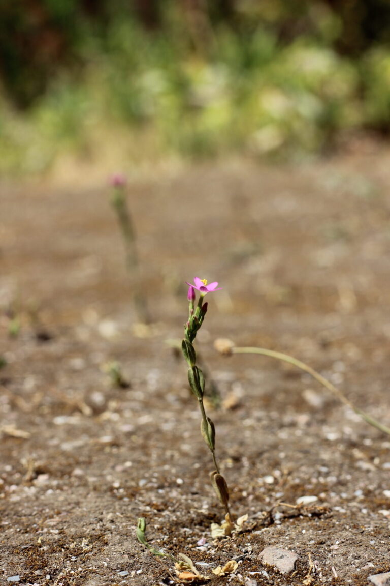 On The Road - MobiusKlein - The cycle of life thru a lens of plants 8