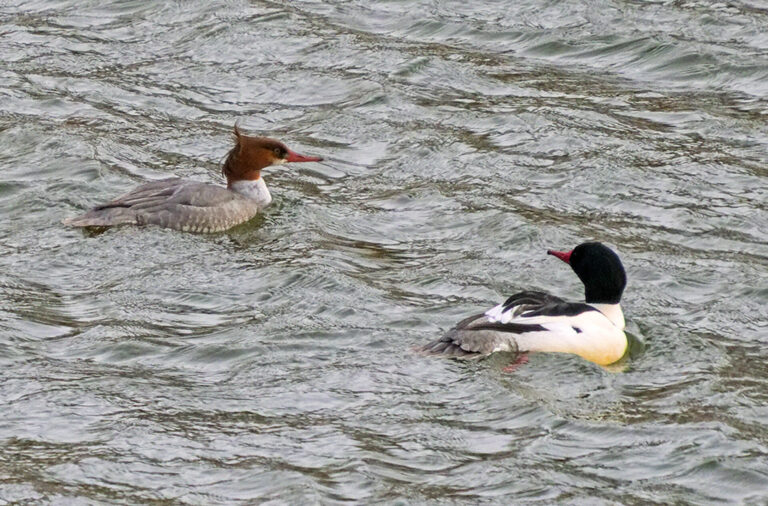 On The Road - Albatrossity - Duck finale 9