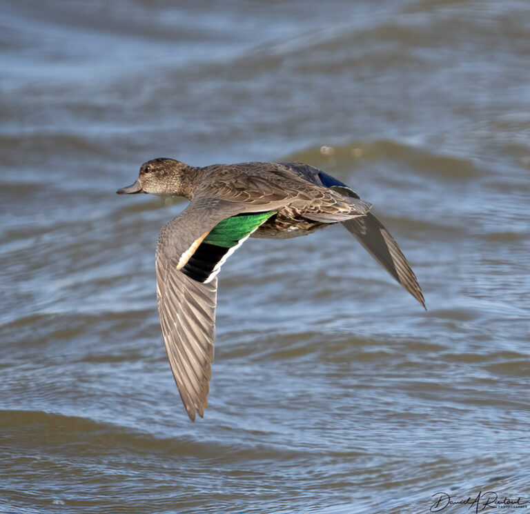 On The Road - Albatrossity - All Teal, All the Time 9