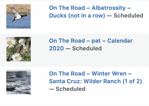 On The Road - Albatrossity - Ducks (not in a row) 11