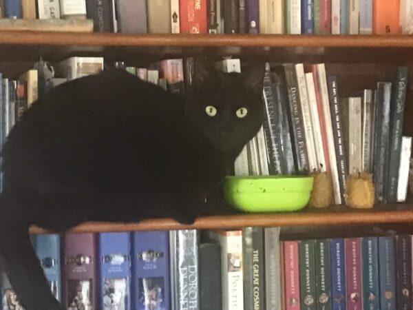 Black cat sitting on a bookshelf