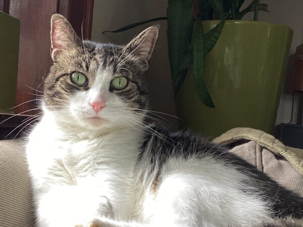 White and brown cat sitting on a pillow