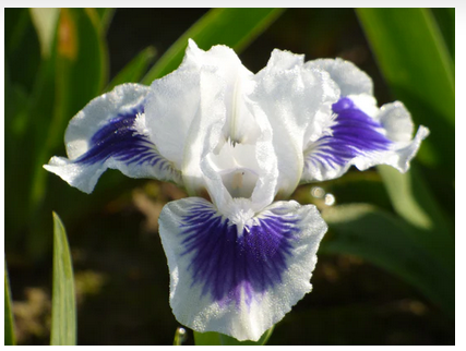 Sunday Morning Garden Chat 169