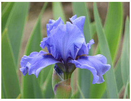 Sunday Morning Garden Chat 170