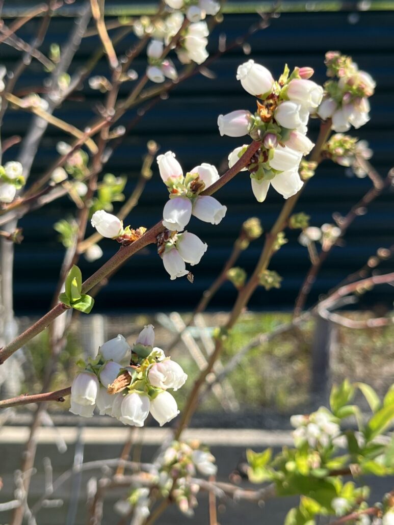 Sunday Morning Garden Chat: California Dreaming 4