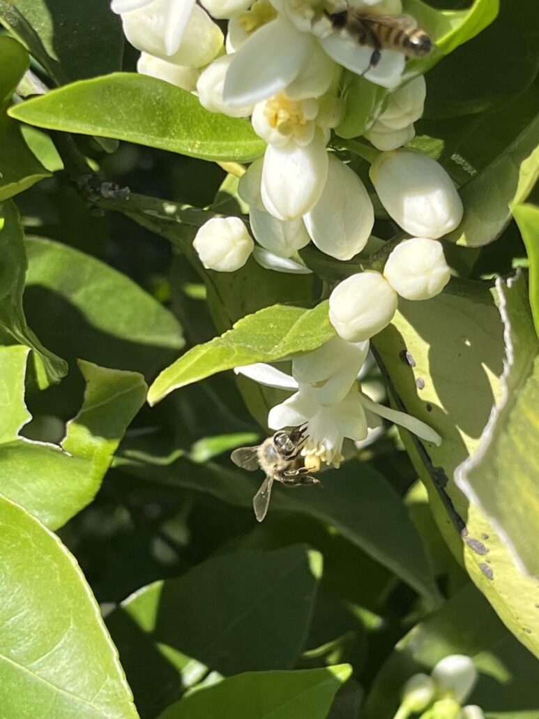 Sunday Morning Garden Chat: California Dreaming 5