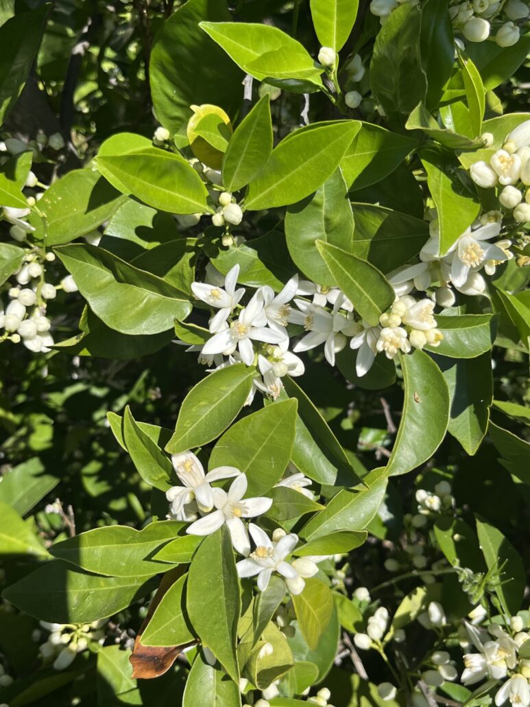 Sunday Morning Garden Chat: California Dreaming 6