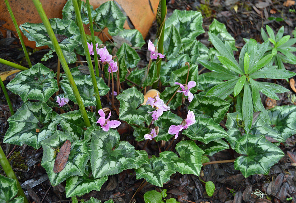 Sunday Morning Garden Chat: Cyclamen in the Pacific Northwest 10