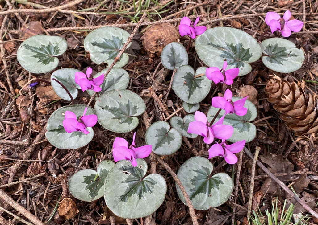 Sunday Morning Garden Chat: Cyclamen in the Pacific Northwest 5