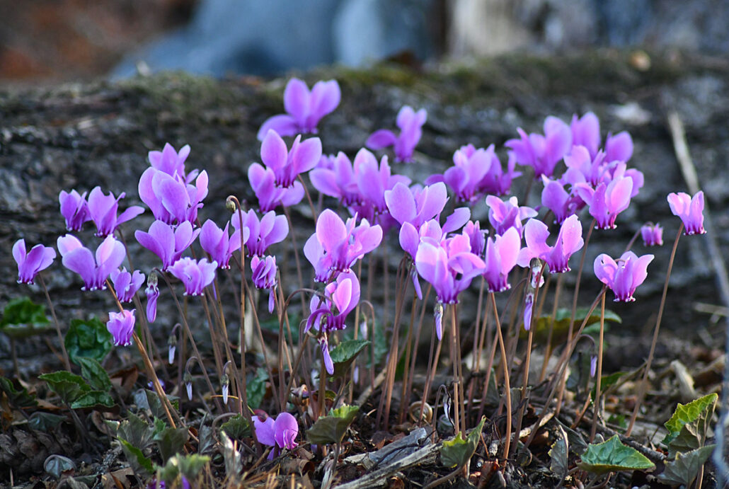 Sunday Morning Garden Chat: Cyclamen in the Pacific Northwest 6
