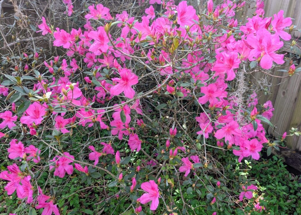 Sunday Morning Garden Chat: Spring Returns to North Central Florida 1