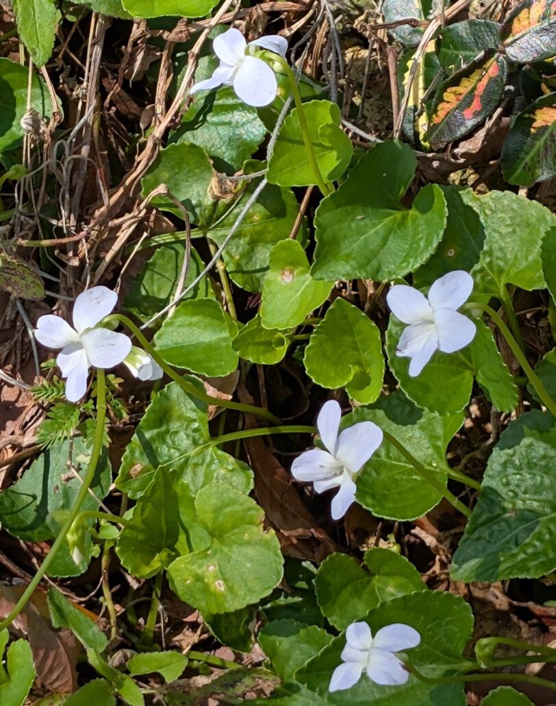 Sunday Morning Garden Chat: Spring Returns to North Central Florida 2