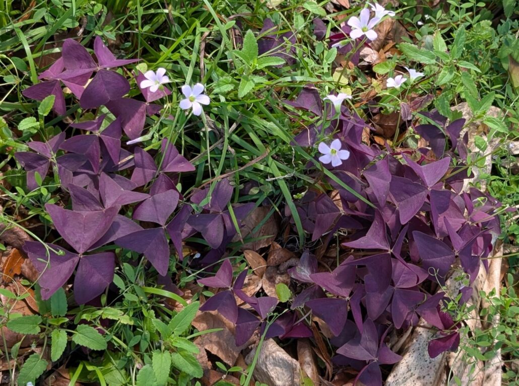 Sunday Morning Garden Chat: Spring Returns to North Central Florida 3