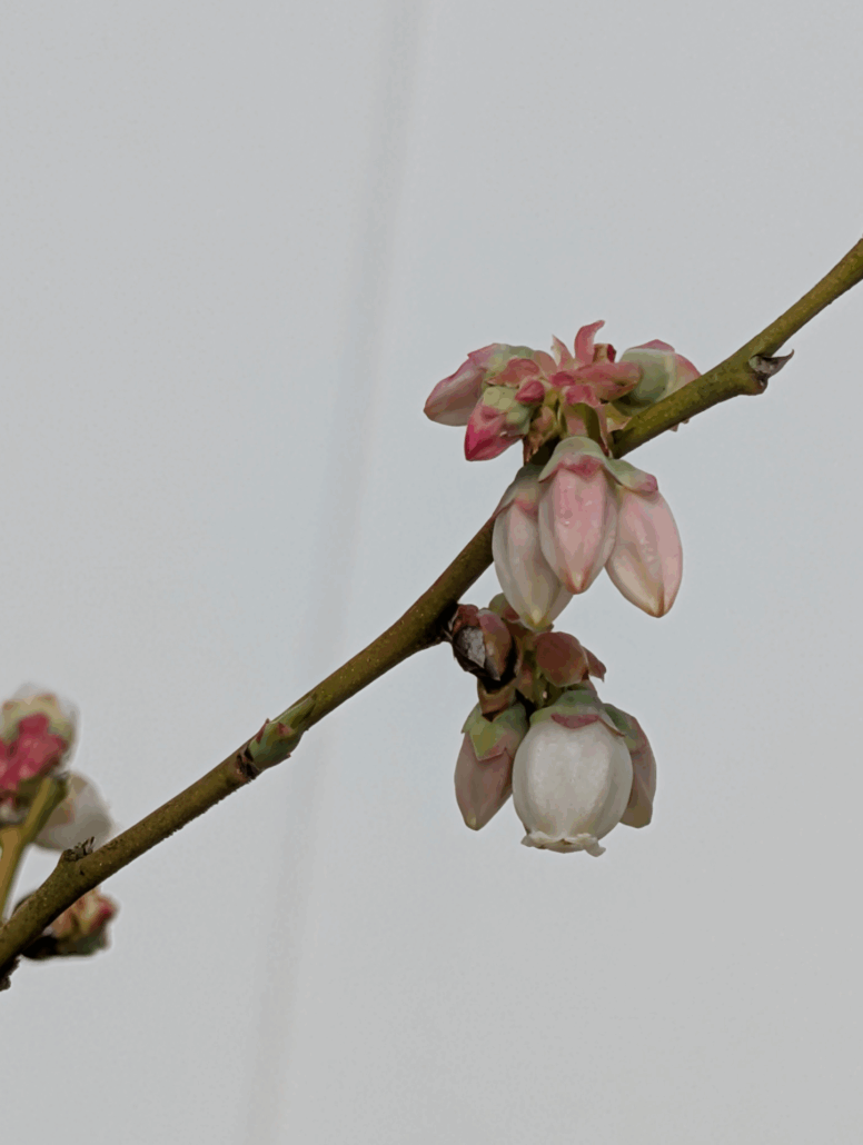 Sunday Morning Garden Chat: Spring Returns to North Central Florida 4
