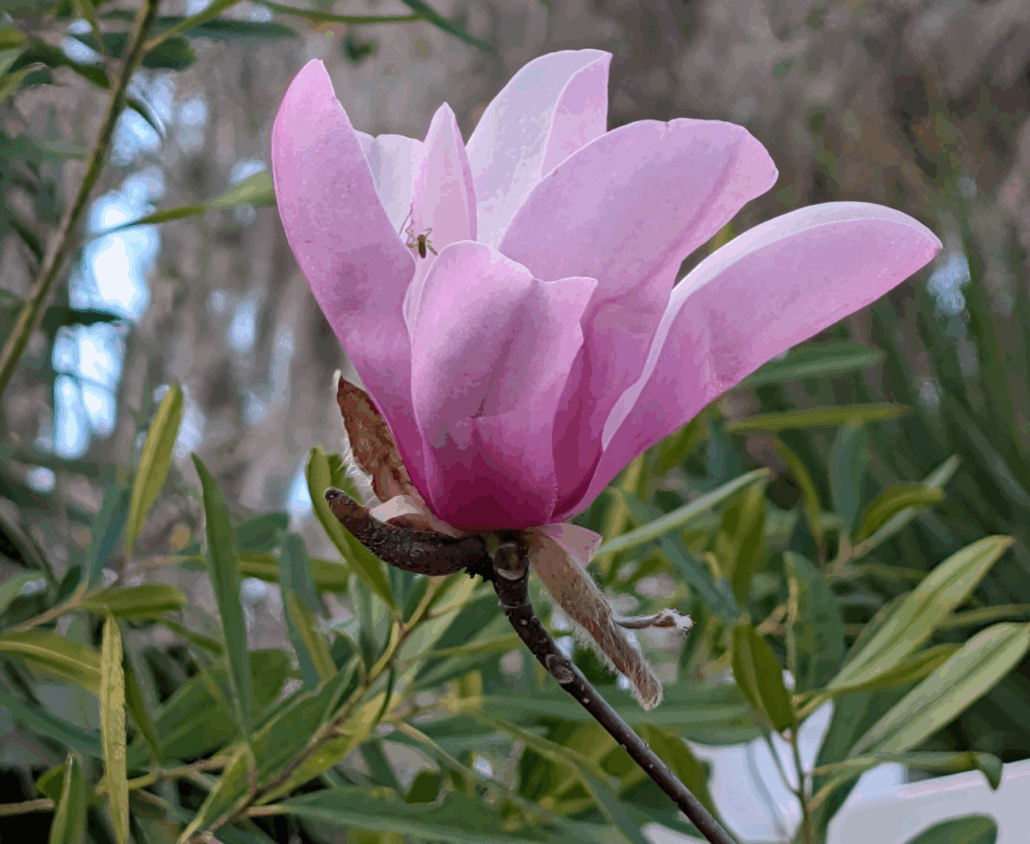 Sunday Morning Garden Chat: Spring Returns to North Central Florida 5