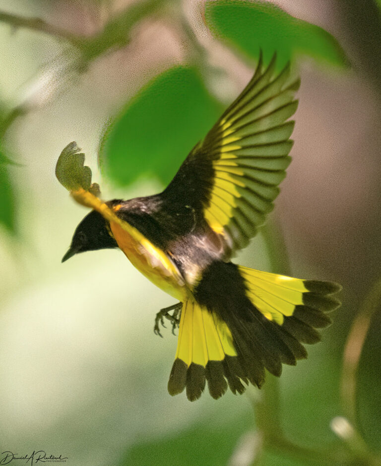 On The Road - Albatrossity - Warblers! 9