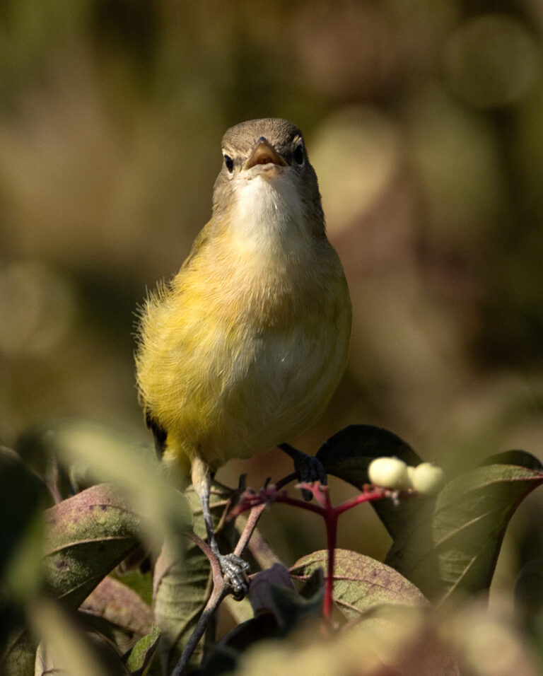 On The Road - Albatrossity - Vireos! 9