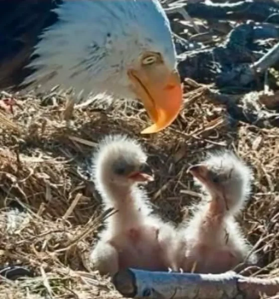 Fluffy Birbs Respite Post