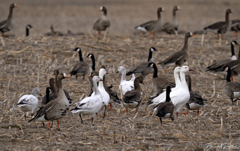 On The Road - Albatrossity - Geese and such 9