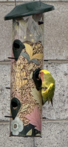 Monday Night Open Thread 47