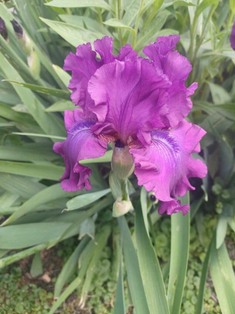 Sunday Morning Garden Chat: Garden Tour Part 2: Up Close 2