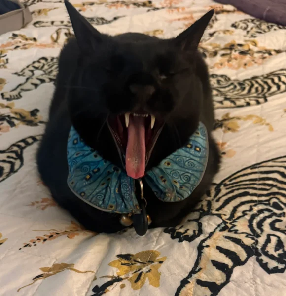 Sunday Night Open Thread 33